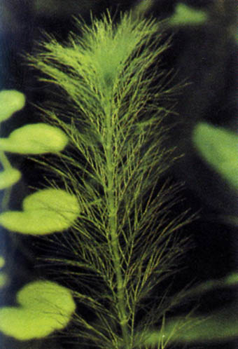 Myriophyllum simulans